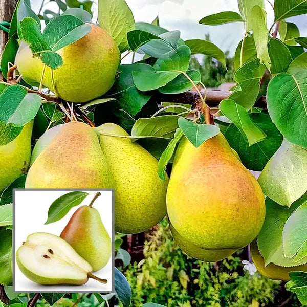 Thai Pear/naspati Hybrid Fruit Plant