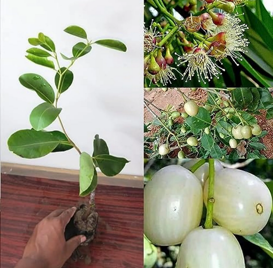 Thai White Jamun Hybrid Fruit Plant