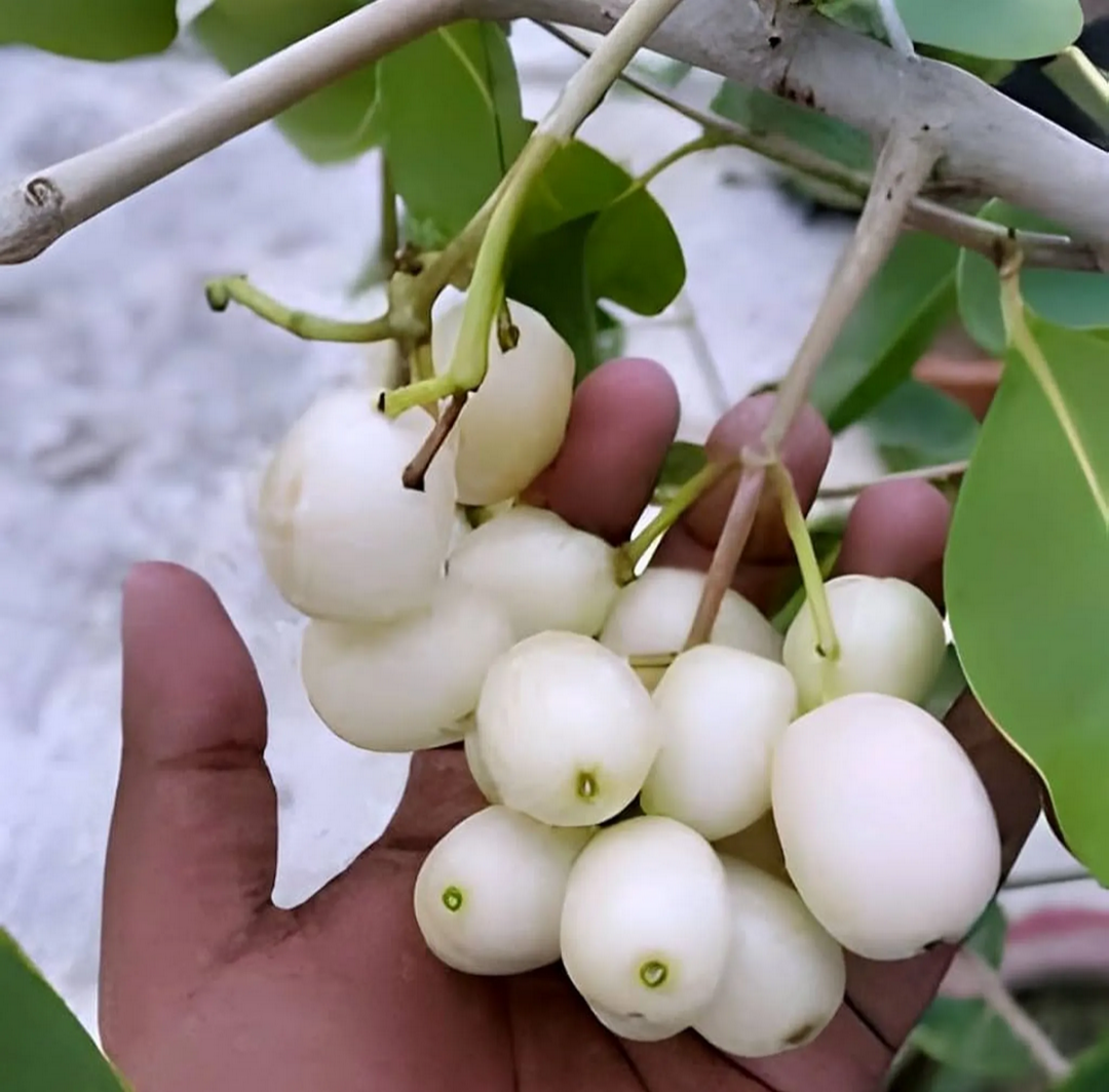 Thai White Jamun Hybrid Fruit Plant