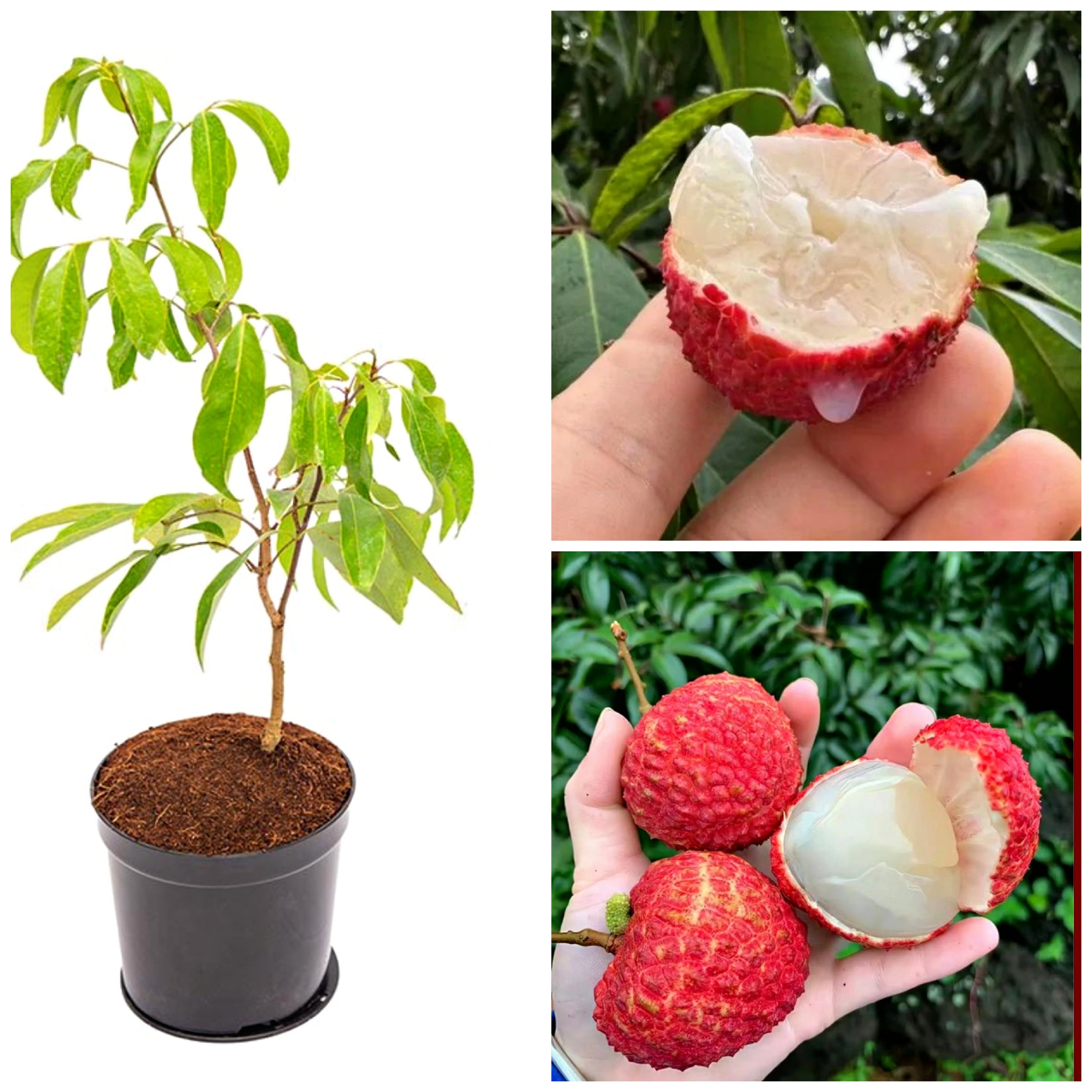 Exotic Seedless Litchi Hybrid Fruits Plant (pack Of - 1)