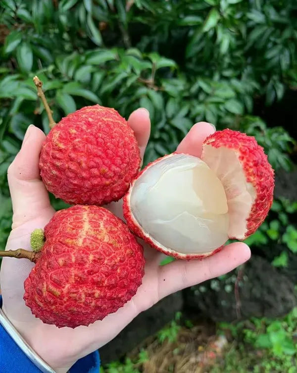 Exotic Seedless Litchi Hybrid Fruits Plant (pack Of - 1)