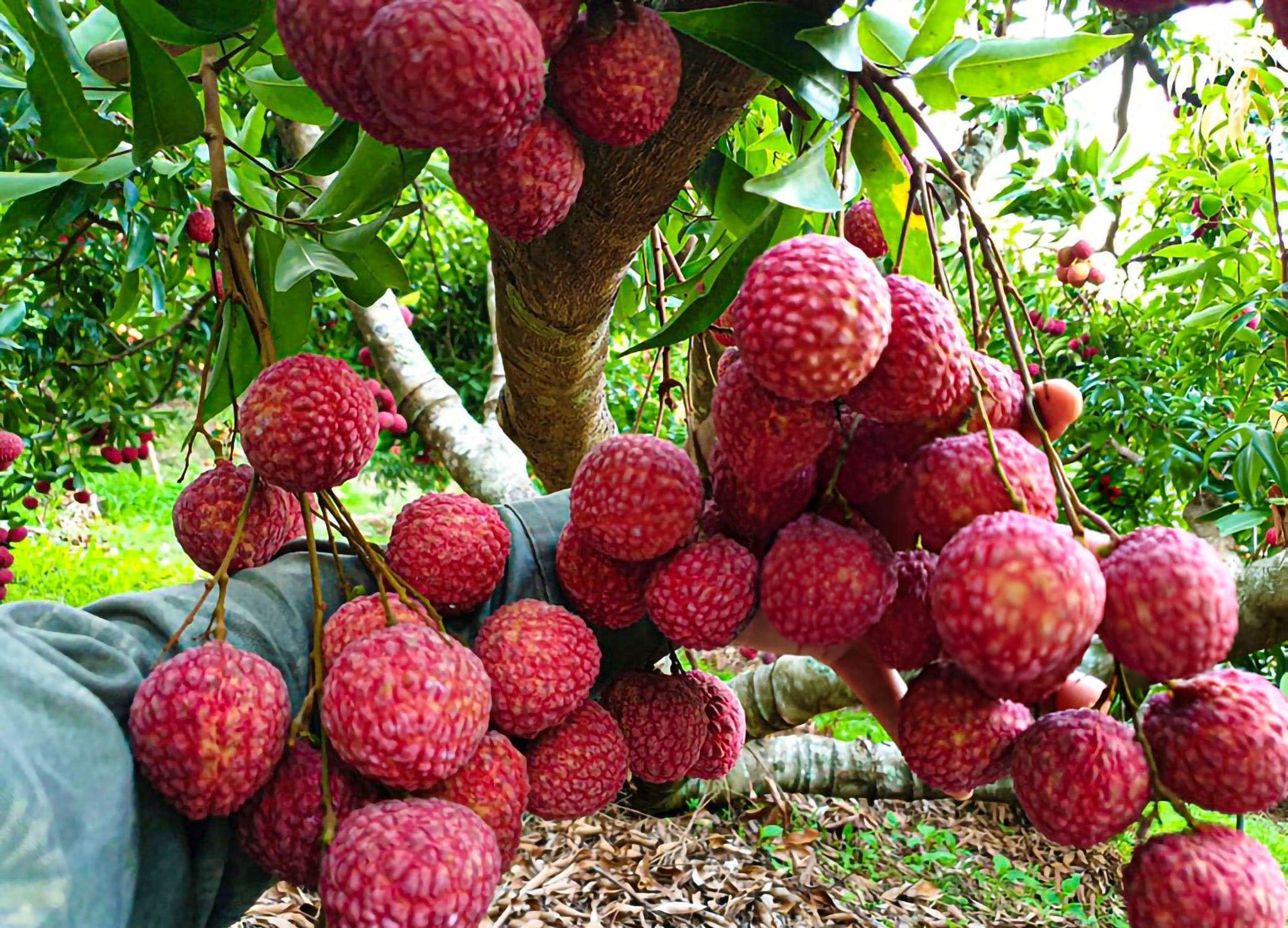 Exotic Seedless Litchi Hybrid Fruits Plant (pack Of - 1)