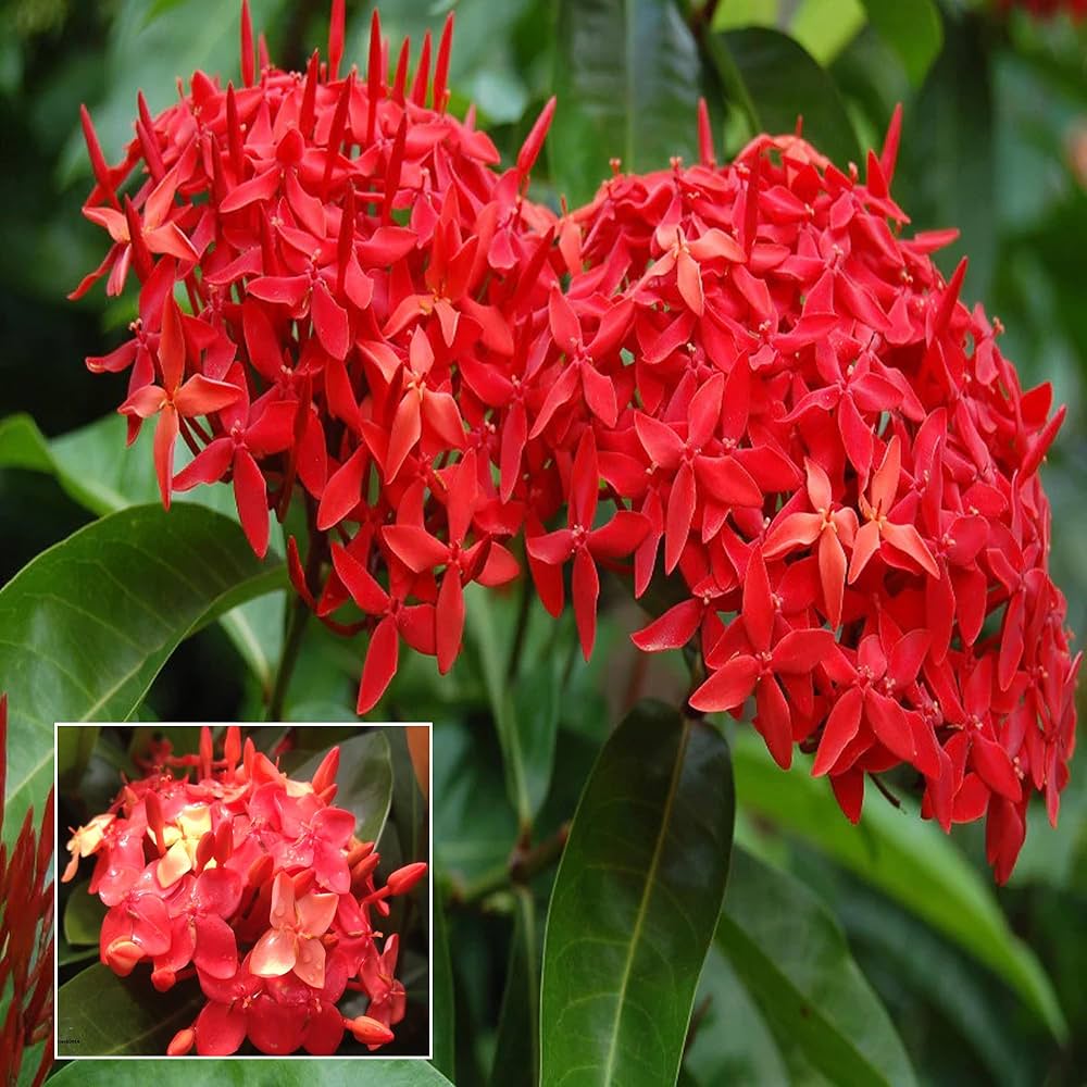 Ixora/rugmini Flower Live Plant (pack Of - 1)