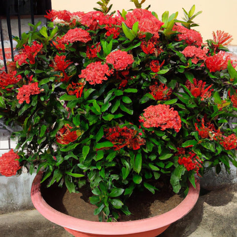 Ixora/rugmini Flower Live Plant (pack Of - 1)