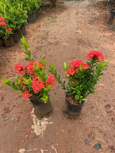Ixora/rugmini Flower Live Plant (pack Of - 1)