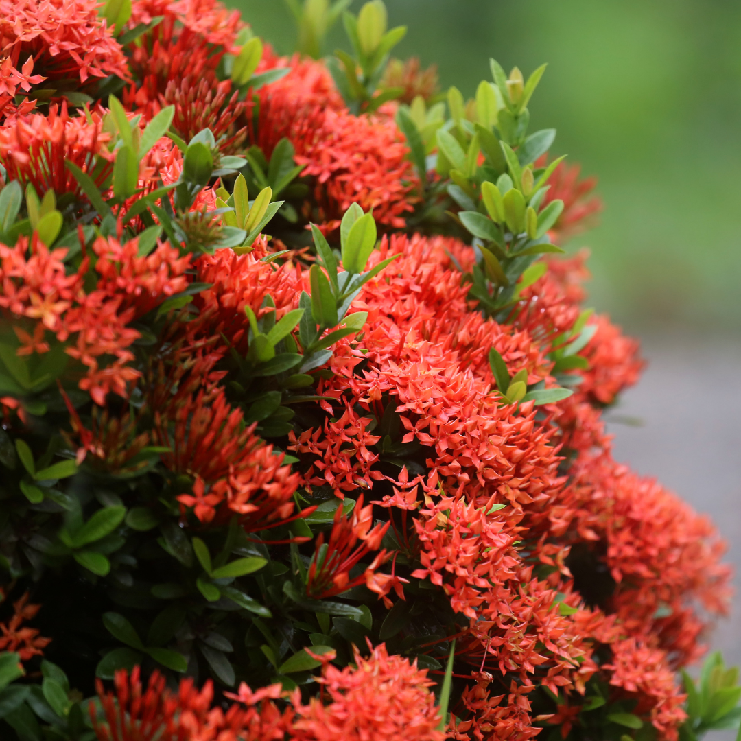 Ixora/rugmini Flower Live Plant (pack Of - 1)