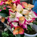 Sufiya Bougainvillea Flower Live Plant
