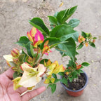 Sufiya Bougainvillea Flower Live Plant