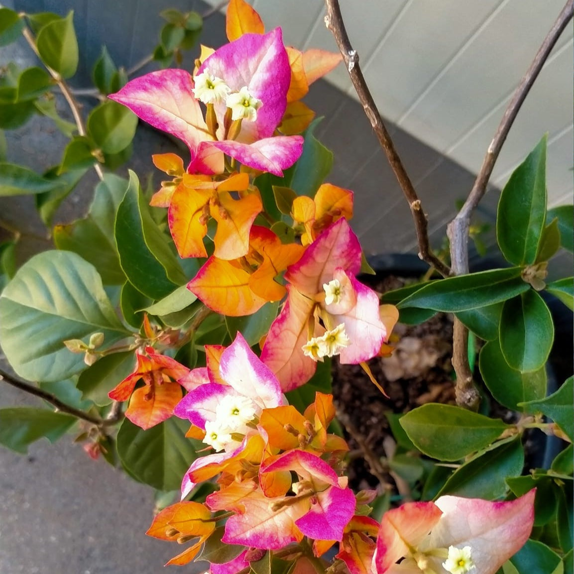Sufiya Bougainvillea Flower Live Plant