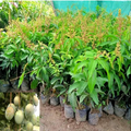 Thai All Time Mango Grafted Fruit Plant