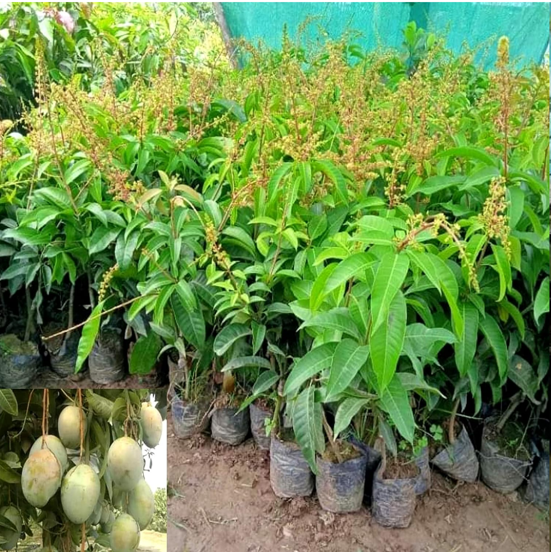 Thai All Time Mango Grafted Fruit Plant
