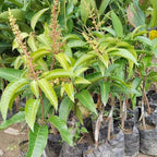 Thai All Time Mango Grafted Fruit Plant