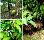 Thai All Time Mango Grafted Fruit Plant