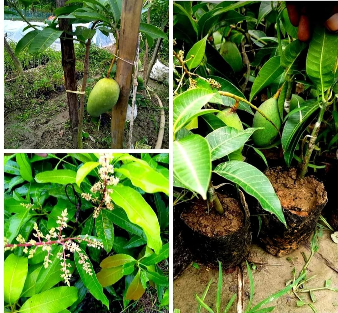Thai All Time Mango Grafted Fruit Plant