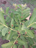 Thai - 7 Guava Hybrid Fruit Plant