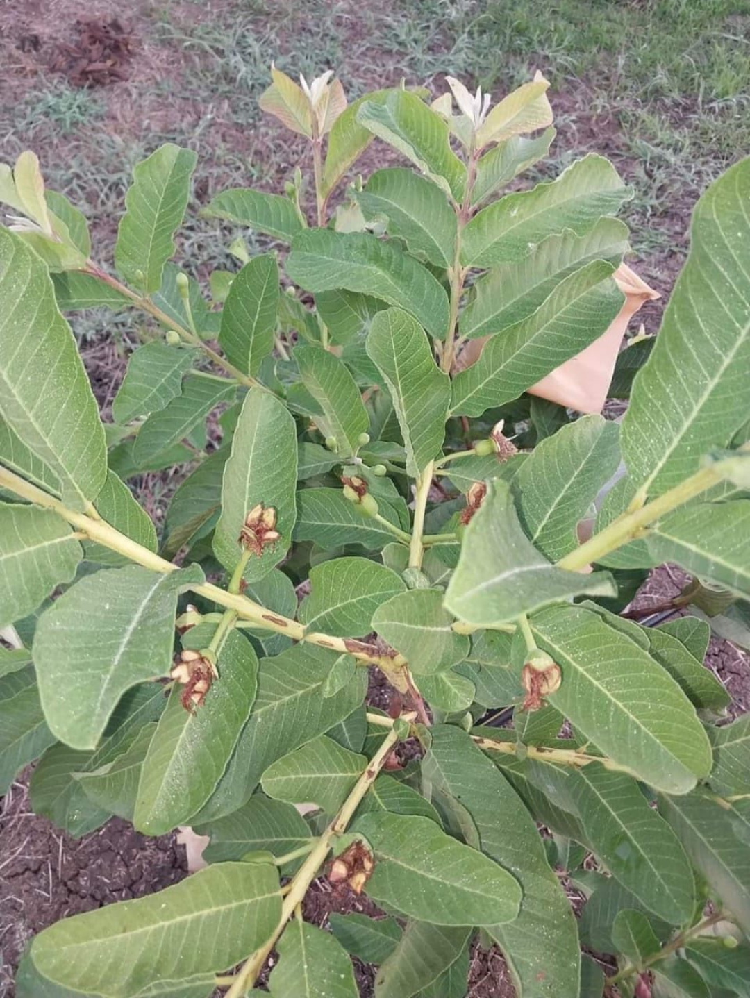 Thai - 7 Guava Hybrid Fruit Plant