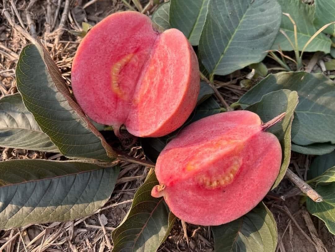 Black Daimond Guava Hybrid Fruit Air Learning Grafted Plant (Pack Of - 1)