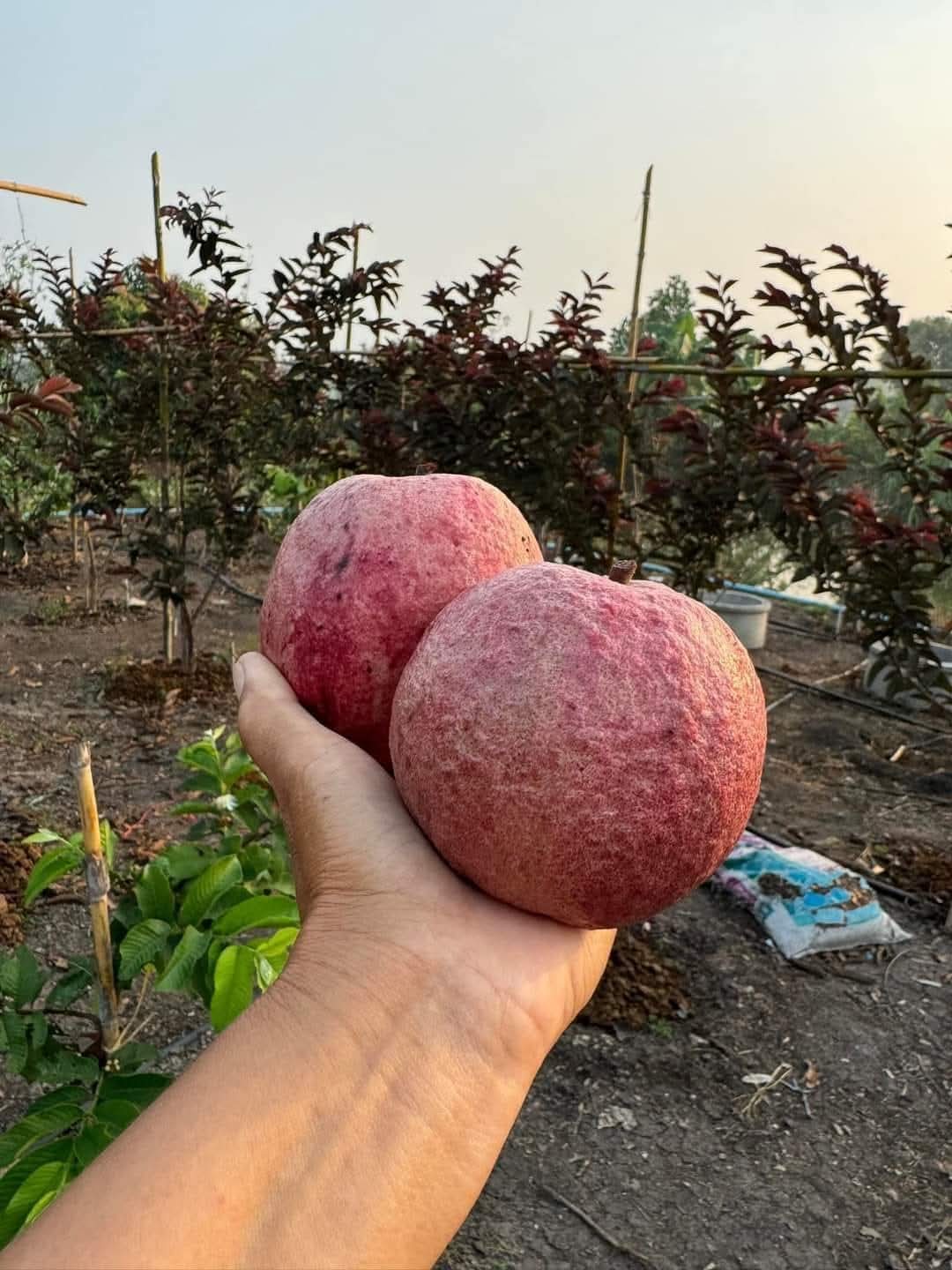 Black Daimond Guava Hybrid Fruit Air Learning Grafted Plant (Pack Of - 1)