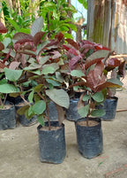 Black Daimond Guava Hybrid Fruit Air Learning Grafted Plant (Pack Of - 1)