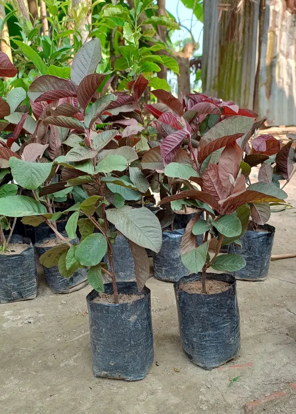 Black Daimond Guava Hybrid Fruit Air Learning Grafted Plant (Pack Of - 1)