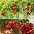 Malaysian Pomegranate/anar Hybrid Fruit Plant