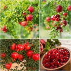 Malaysian Pomegranate/anar Hybrid Fruit Plant