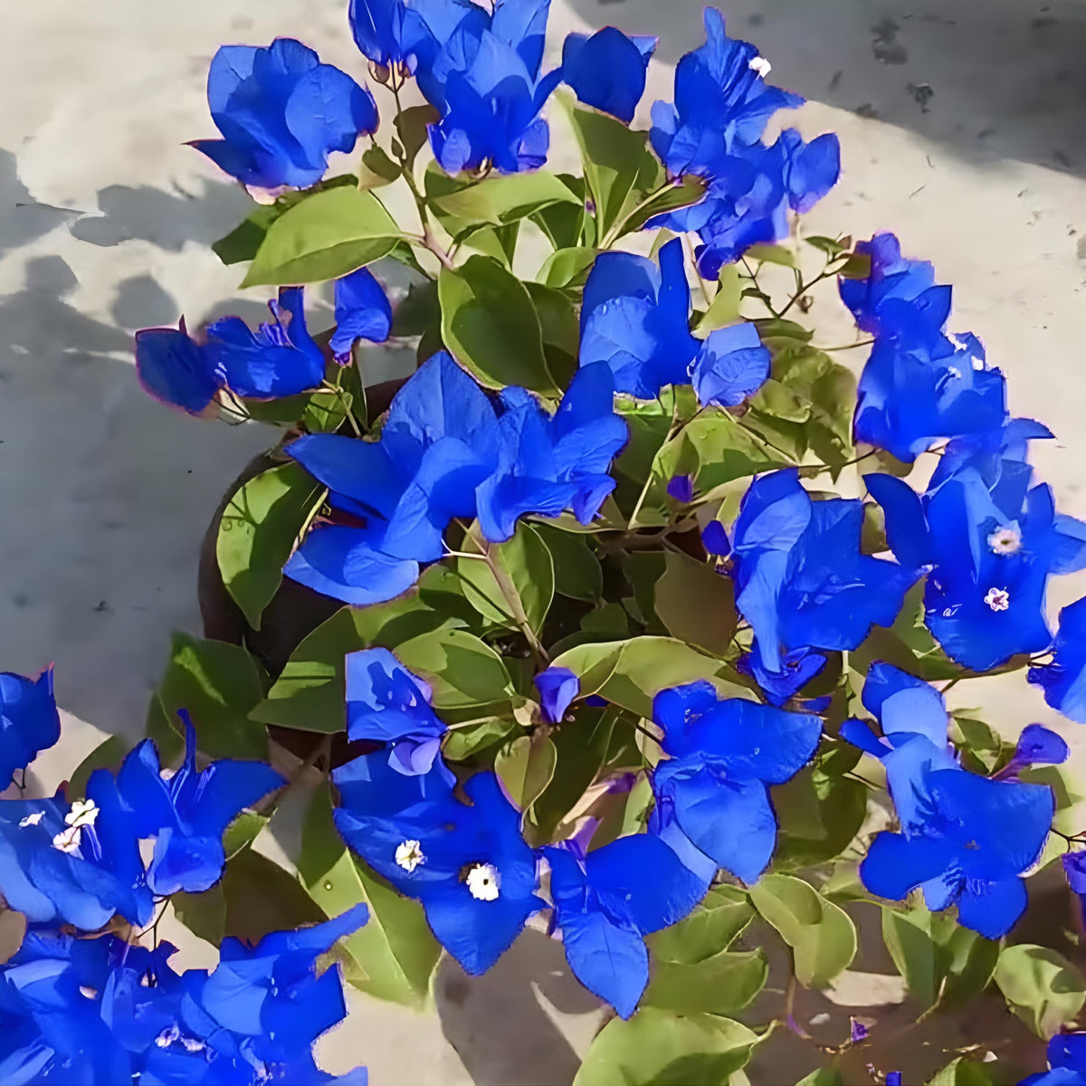 Blue Angel Bougainvillea Flower Live Plant (pack Of - 1)