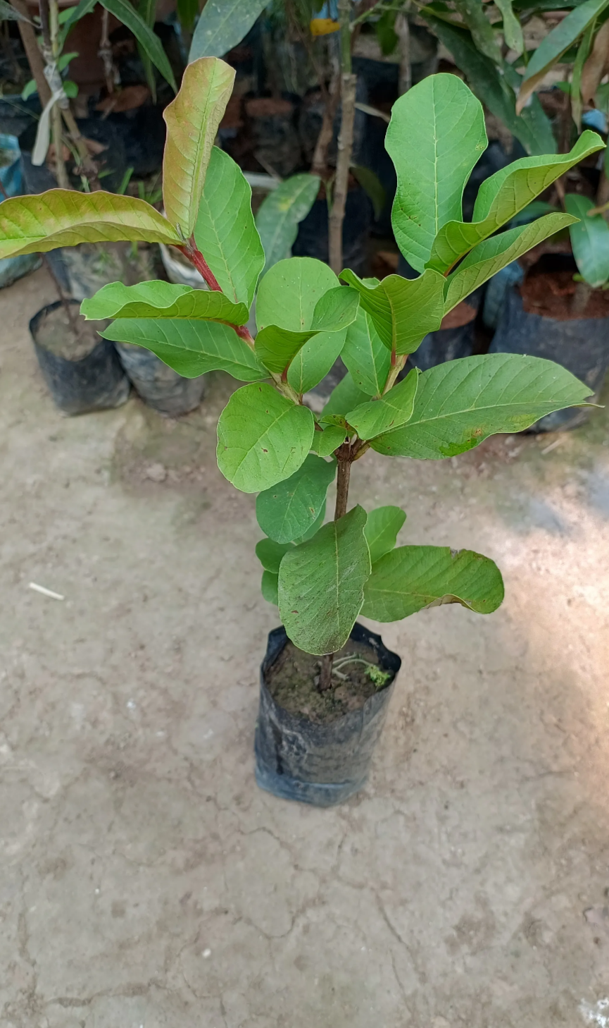 Thai Red Daimon Guava Hybrid Fruit Plant (air Learning Grafted)