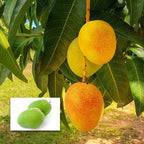 Alponcho Mango Hybrid Grafted Plant