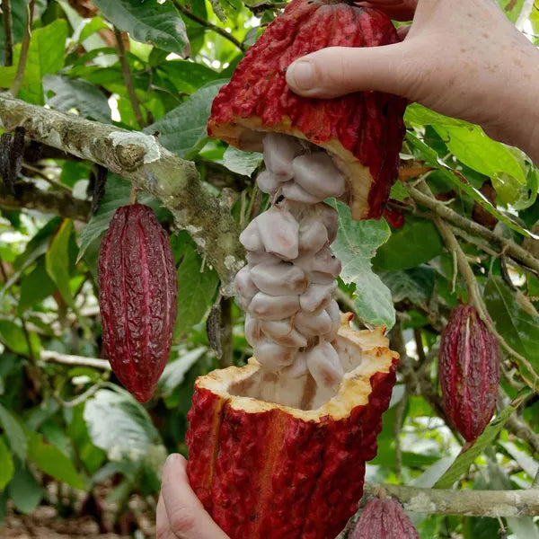 African Chocolate/cocoa Fruit Hybrid Live Plant (pack Of - 1)