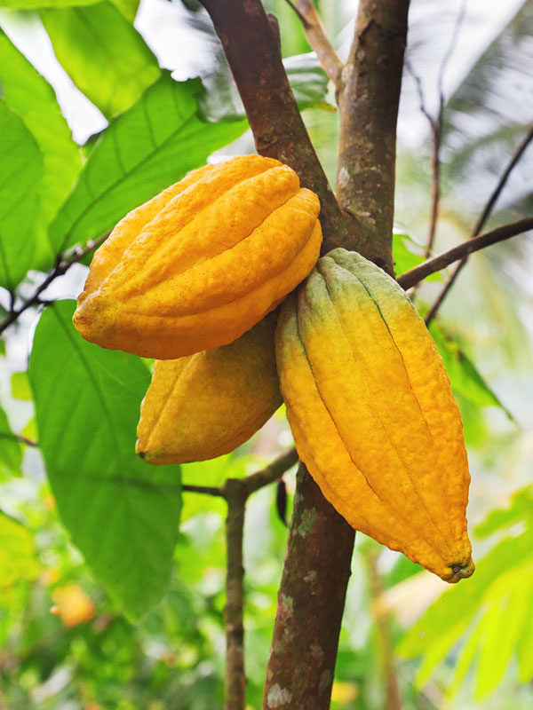 African Chocolate/cocoa Fruit Hybrid Live Plant (pack Of - 1)
