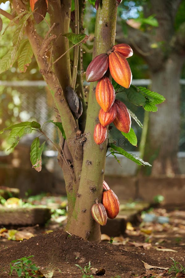 African Chocolate/cocoa Fruit Hybrid Live Plant (pack Of - 1)