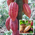 African Chocolate/cocoa Fruit Hybrid Live Plant (pack Of - 1)