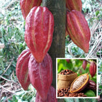 African Chocolate/cocoa Fruit Hybrid Live Plant (pack Of - 1)
