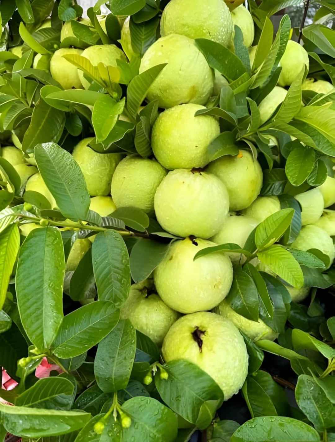 Thai Sweet Khaja Guava/Amrud Fruit Air Learning Grafted Plant (Pack Of- 1)