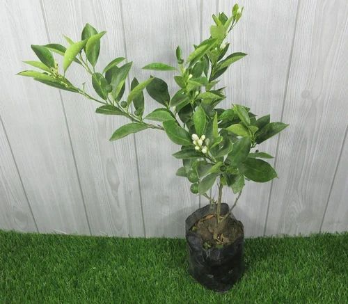 Australian Red Malta Mousumi Lemon Fruit Plant