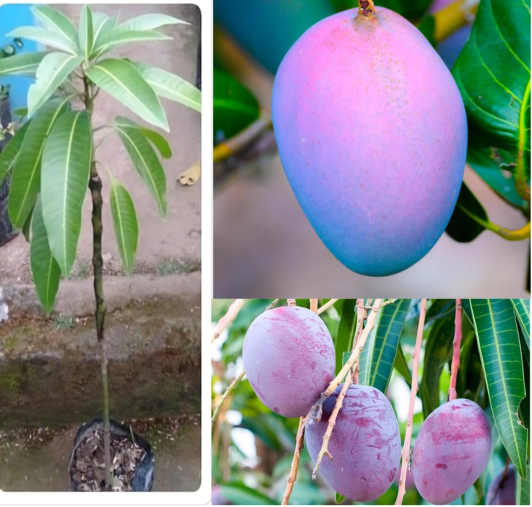 Japanese Purple Miyazaki Mango Hybrid Grafted Plant