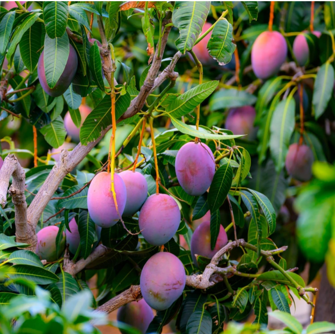 Japanese Purple Miyazaki Mango Hybrid Grafted Plant