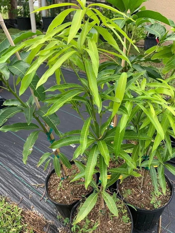 Japanese Miyazaki Mango Grafted Fruit Plant