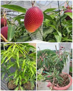 Japanese Miyazaki Mango Grafted Fruit Plant