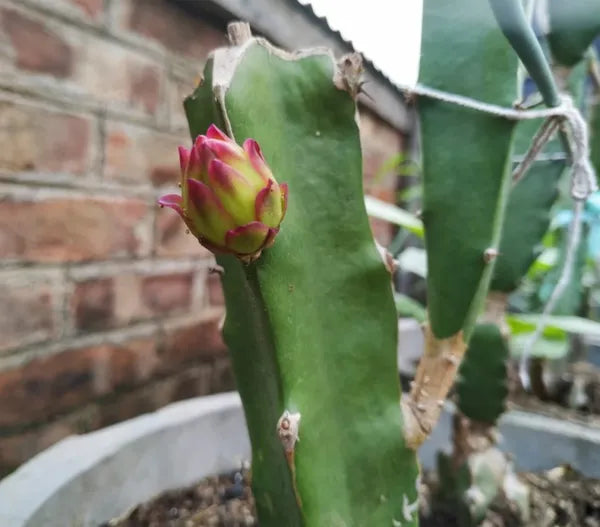 Red Dragon Fruit Hybrid Plant ( Pack Of - 1 )