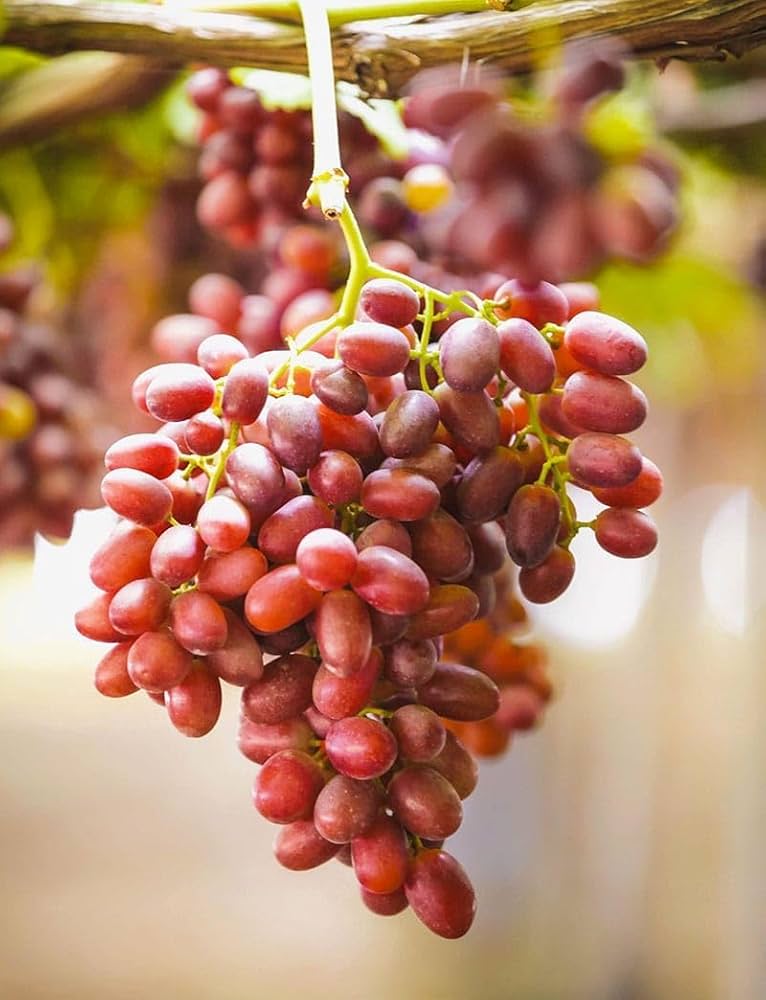 Australian Crimson Ladyfinger Seedless Grapes Hybrid Air Learning Grafted Fruit Plant