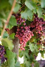 Australian Crimson Ladyfinger Seedless Grapes Hybrid Air Learning Grafted Fruit Plant