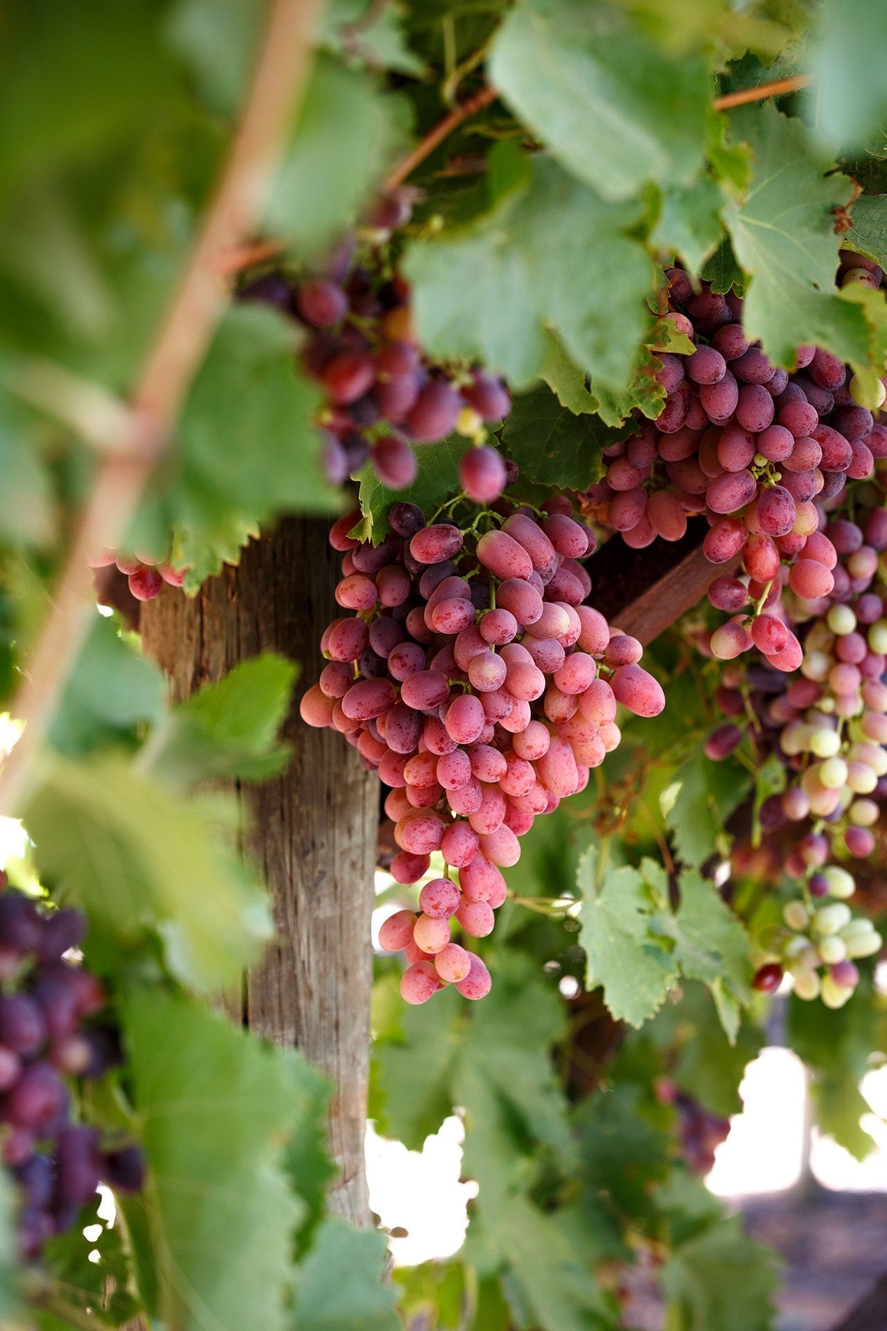 Australian Crimson Ladyfinger Seedless Grapes Hybrid Air Learning Grafted Fruit Plant