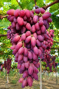 Australian Crimson Ladyfinger Seedless Grapes Hybrid Air Learning Grafted Fruit Plant