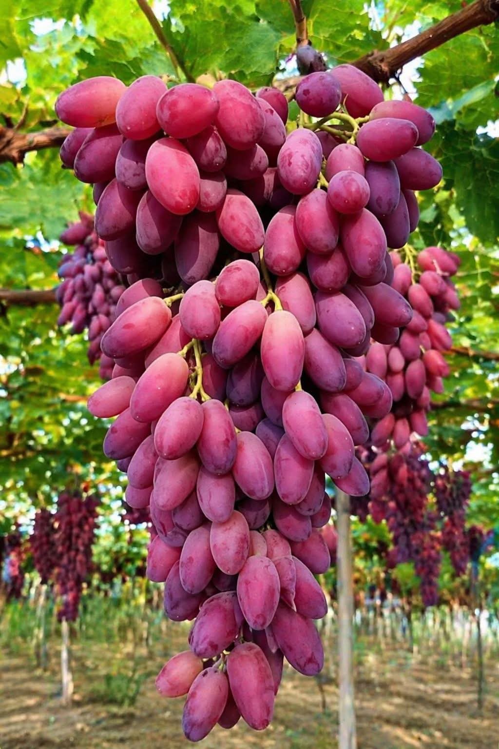 Australian Crimson Ladyfinger Seedless Grapes Hybrid Air Learning Grafted Fruit Plant