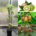 Kiwi Fruit Hybrid Air Learning Grafted Plant (pack Of - 1)