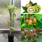 Pack of 2 Sweet Lapin Cherry Hybrid Air Layering Grafted Fruit Plant + Kiwi Fruit Hybrid Air Layering Grafted Plant
