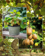 Kiwi Fruit Hybrid Air Learning Grafted Plant (pack Of - 1)