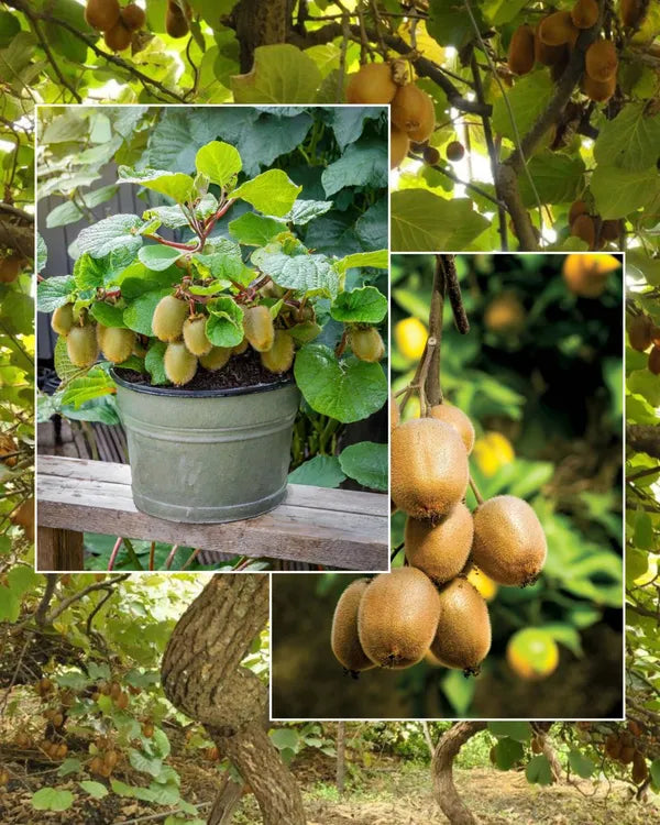 Kiwi Fruit Hybrid Air Learning Grafted Plant (pack Of - 1)